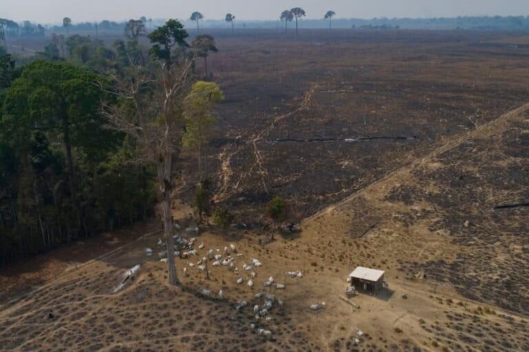 In this Aug. 23, 2020 file photo, cattle graze on land recently burned and deforested by cattle farmers near Novo Progresso, Para state, Brazil. The cattle industry in Brazil is a major driver of destruction of the Amazon rainforest, a fact documented by the World Bank and numerous academic studies. (AP Photo/Andre Penner, File)