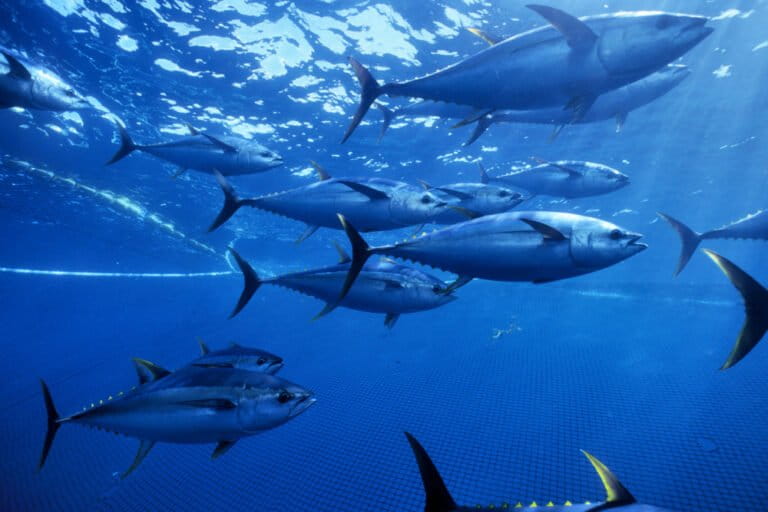 Yellowfin tuna (Thunnus albacares) caught in a purse seiner net. Image © Doc White/naturepl.com, courtesy of WWF.
