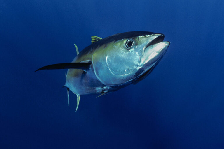 A yellowfin tuna. Image © Jeff Rotman/naturepl.com, courtesy of WWF.