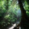 Rainforest creek in Cuc Phuong National Park, Vietnam. Image by Rhett Ayers Butler
