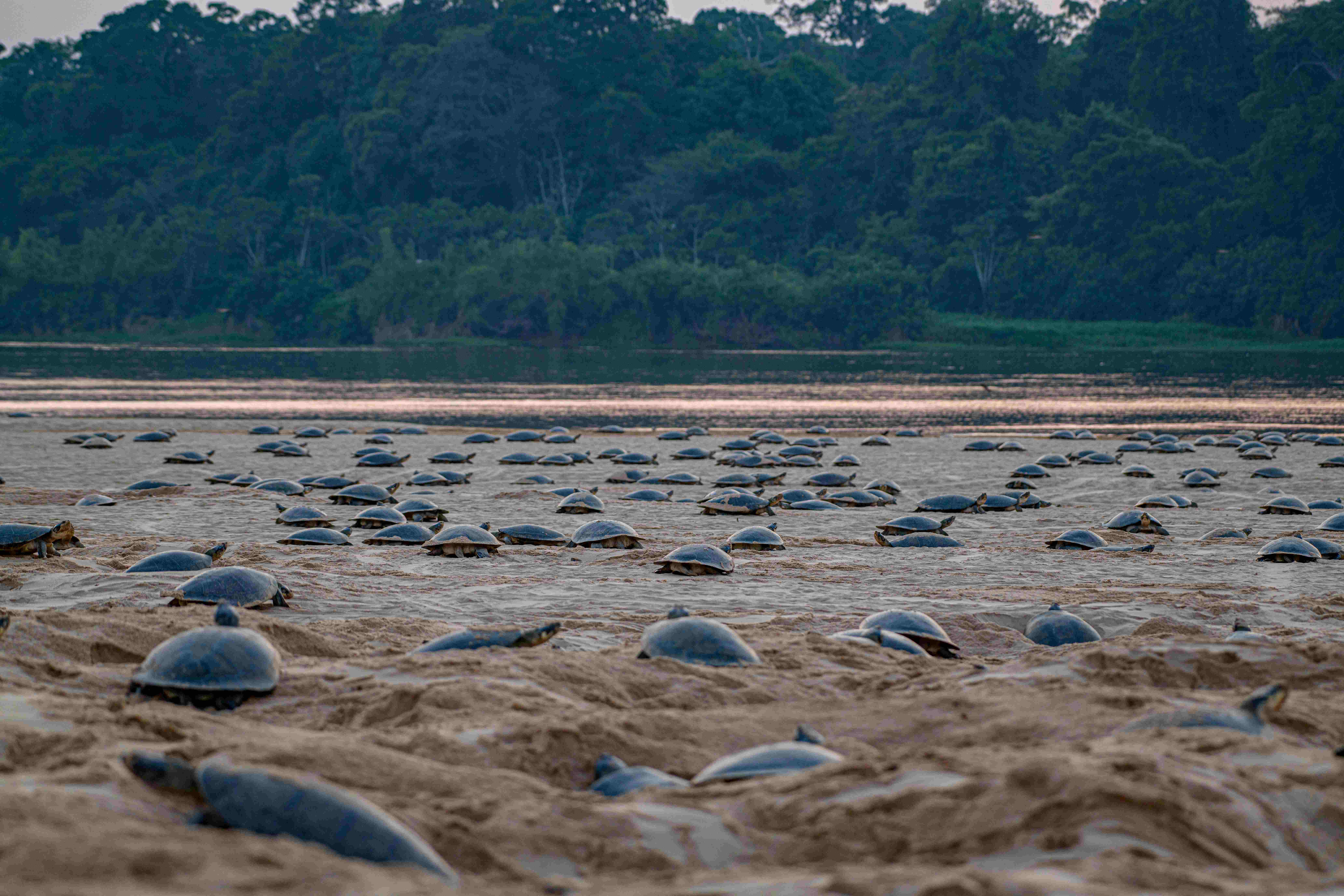 Giant South American river turtles nesting on a sandbank in the Amazon’s Guaporé River. Image courtesy of Omar Torrico/Wildlife Conservation Society.