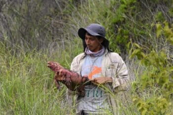 A Galápagos pink land iguana. Image courtesy of Jorge Carrión/Galápagos Conservancy.