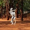 A Verreaux’s sifaka dancing.