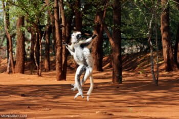 A Verreaux’s sifaka dancing.