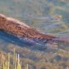 A beaver swimming in a pond just after its release at Tásmam Koyóm in northern California.