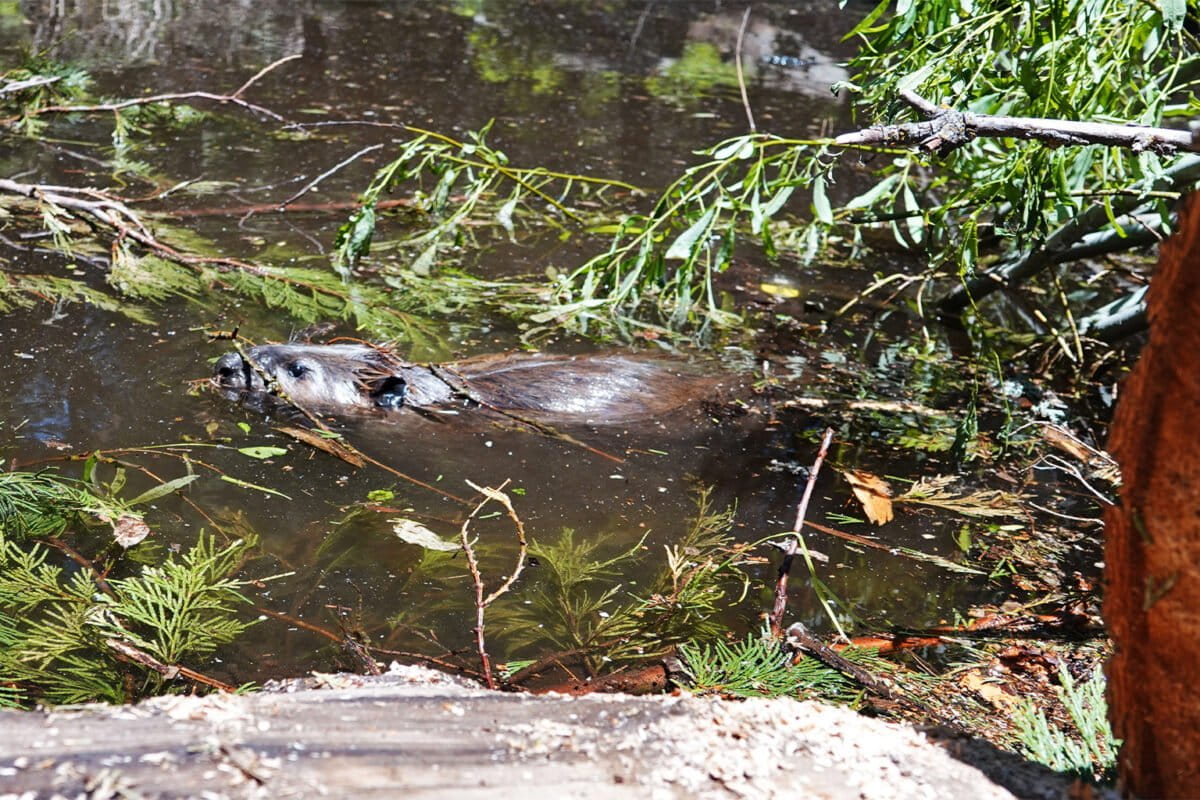 15-A-beaver-from-the-2024-releas
