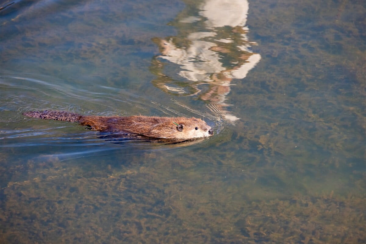 2417-A-young-beaver-swims