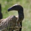A white-backed vulture in Kruger National Park. This critically endangered species is often a victim of poisoning incidents.