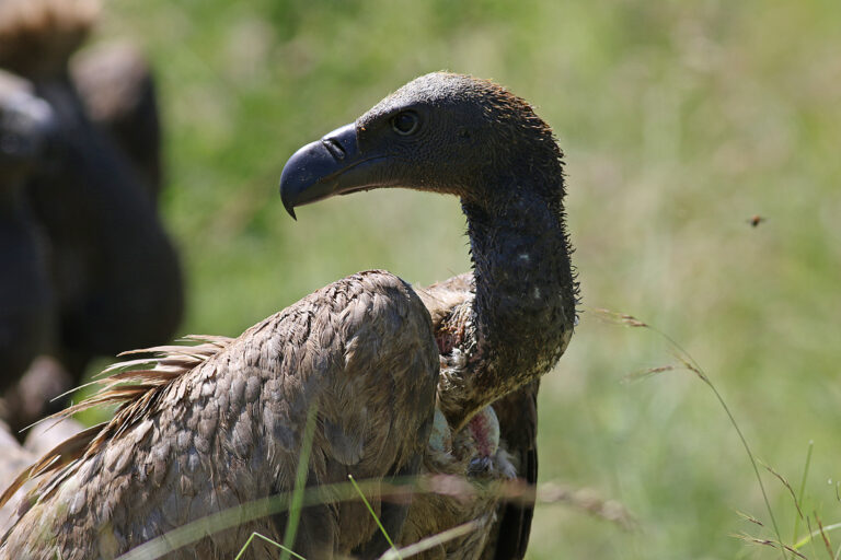 A white-backed vulture in Kruger National Park. This critically endangered species is often a victim of poisoning incidents.