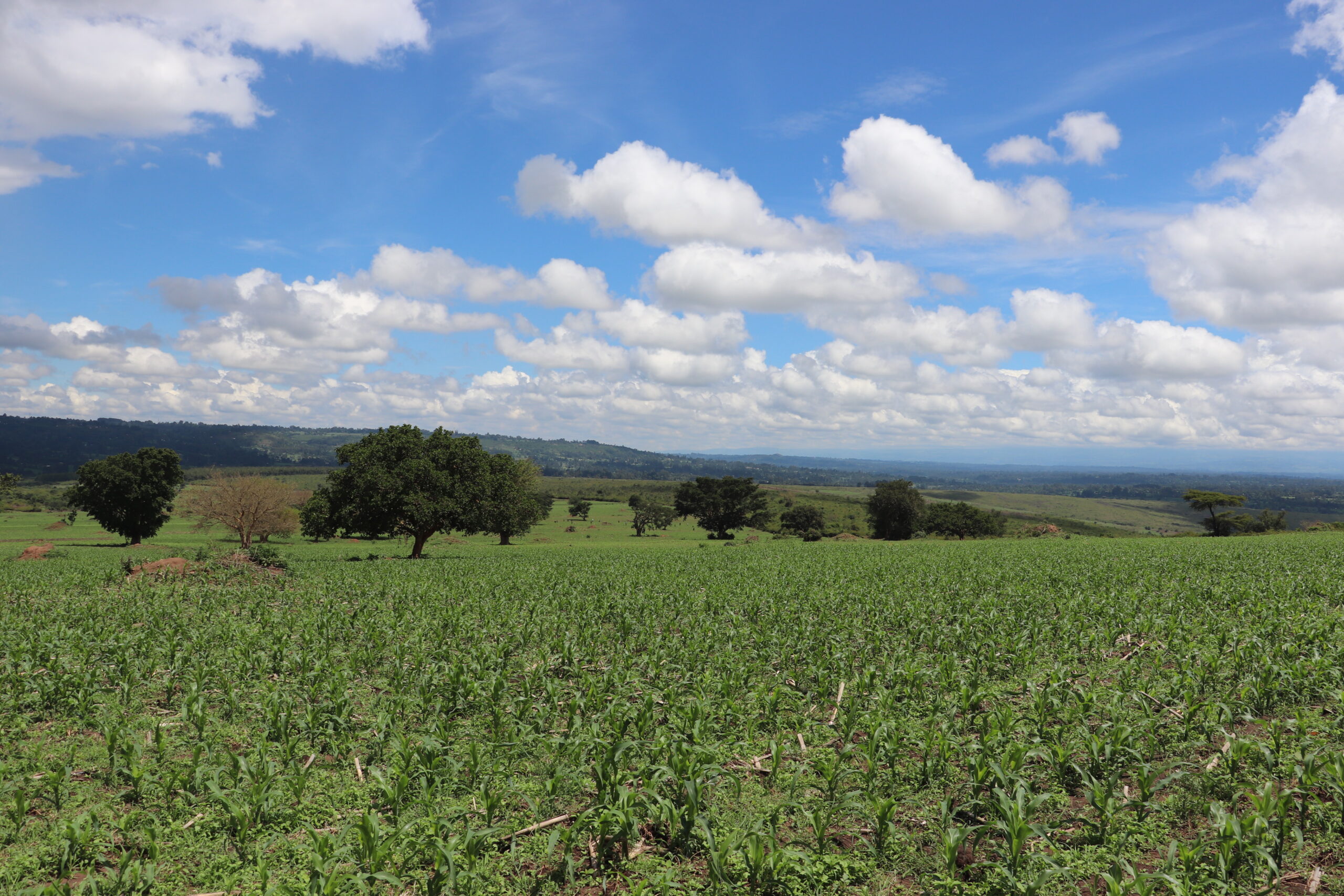 Recently-planted maize in the Nzoia plantation. PELIS farmers will soon return to plant tree seedlings.