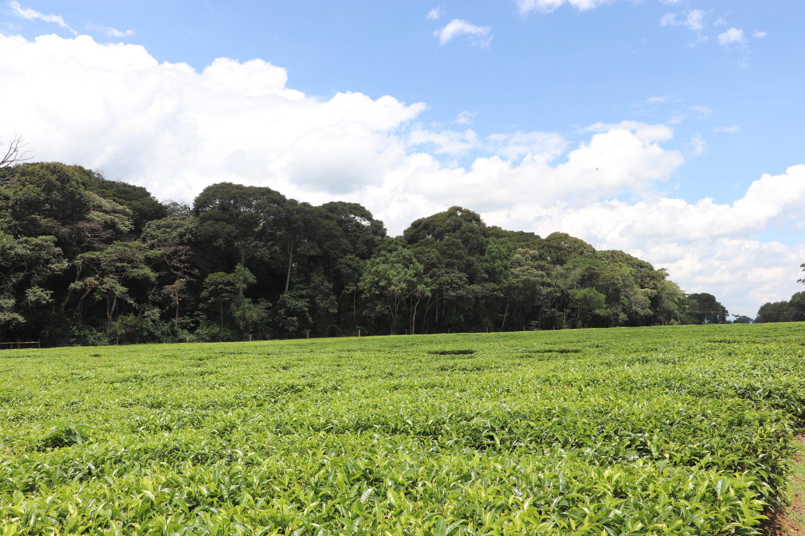 A view of Kakamega forest. In contrast to plantations like Nzoia, Kakamega is a remnant of the region’s indigenous forest, dense with trees and undergrowth. Tea is now grown around the edges of Kakamega as a buffer zone against encroachers.