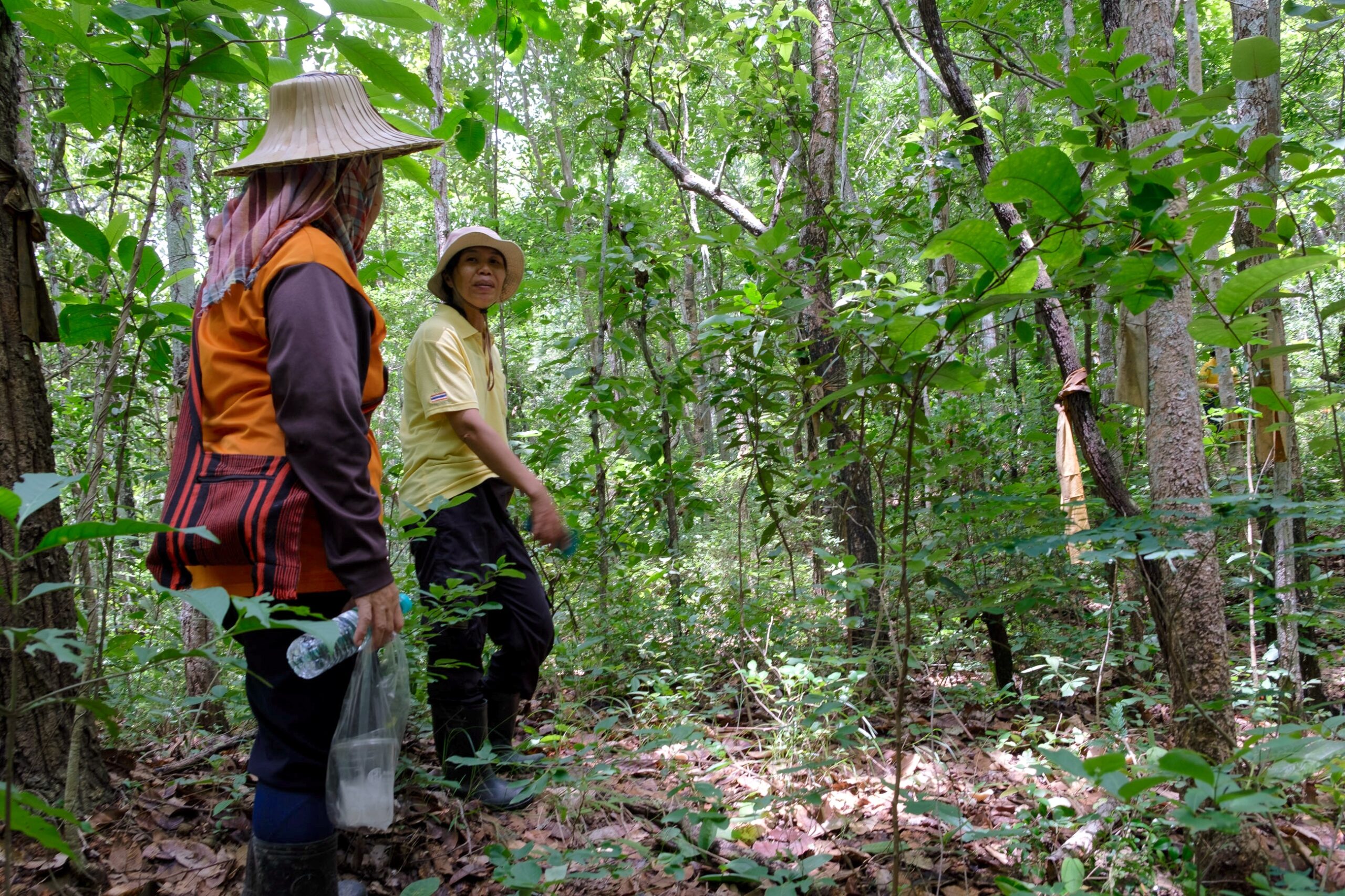 Community forest group