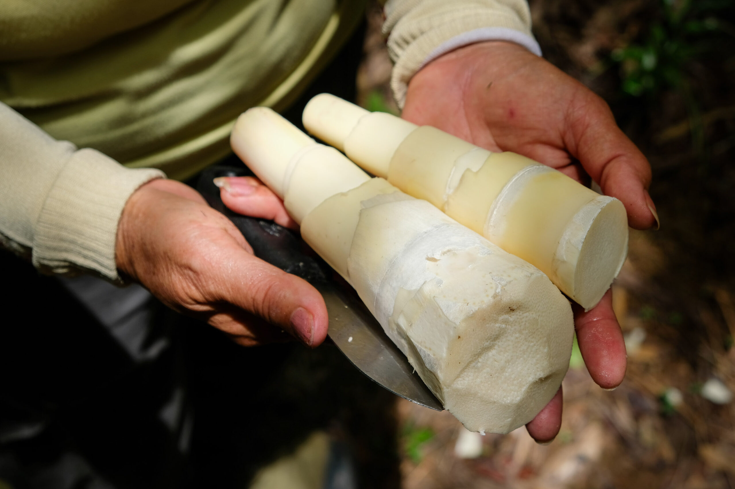 Bamboo shoots