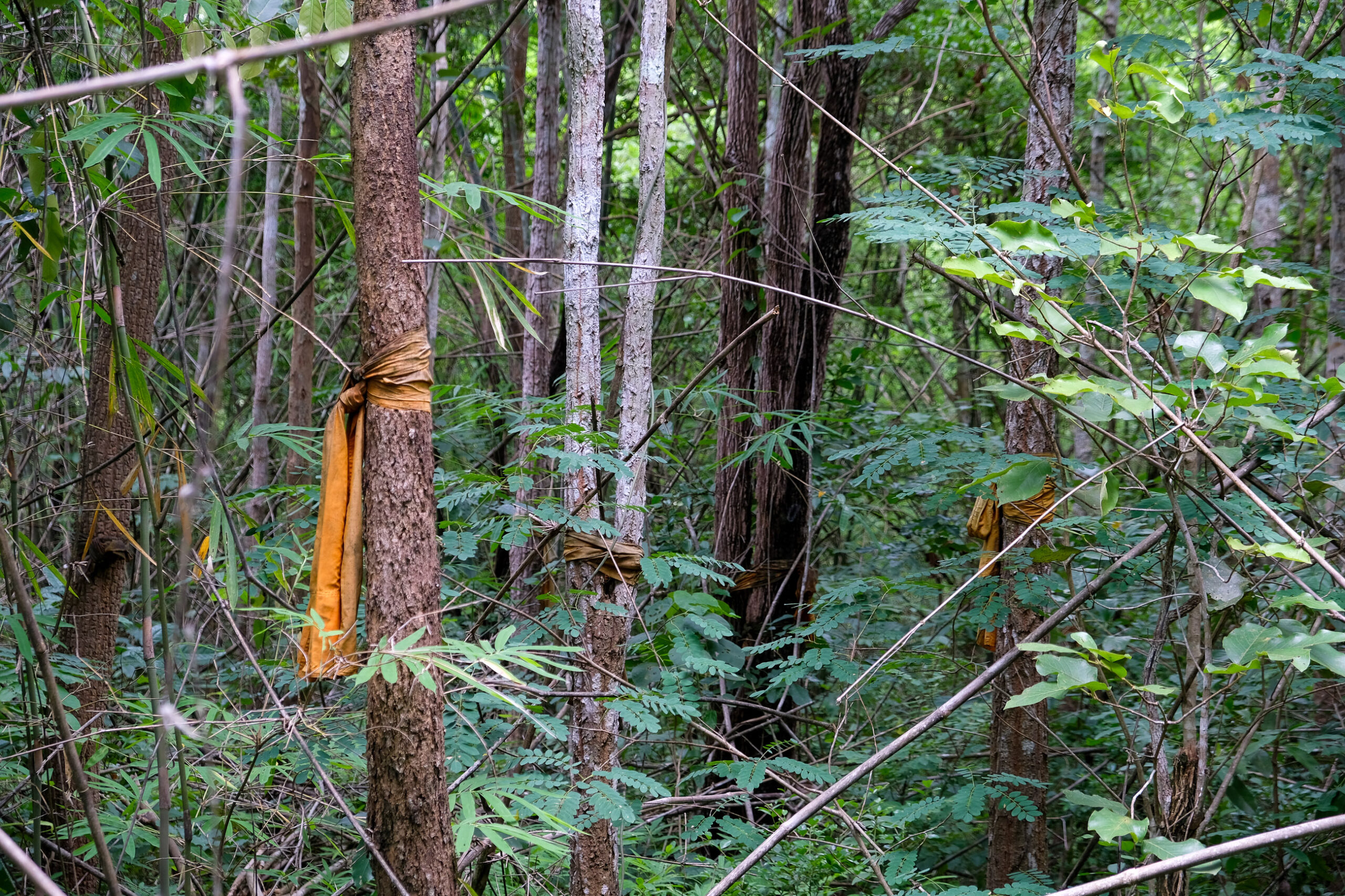 Thailand community forest