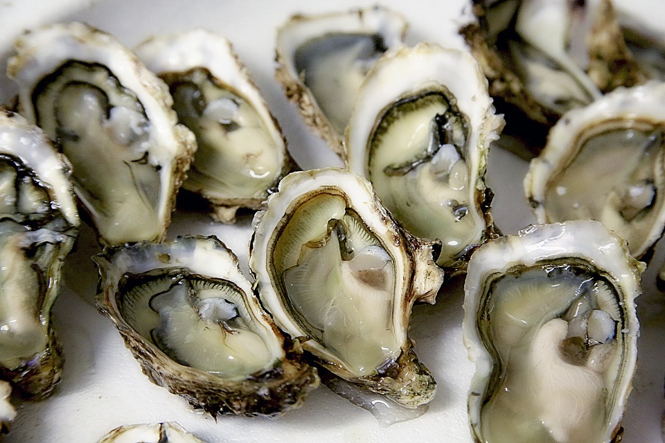 Oysters could help fight climate change, study finds