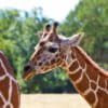 Reticulated giraffes in East Africa.