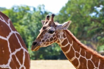 Reticulated giraffes in East Africa.