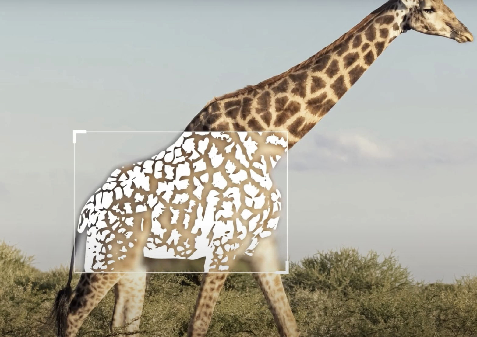 Scientists have deployed artificial intelligence models to identify and re-identify endangered giraffes using spot patterns on their bodies.