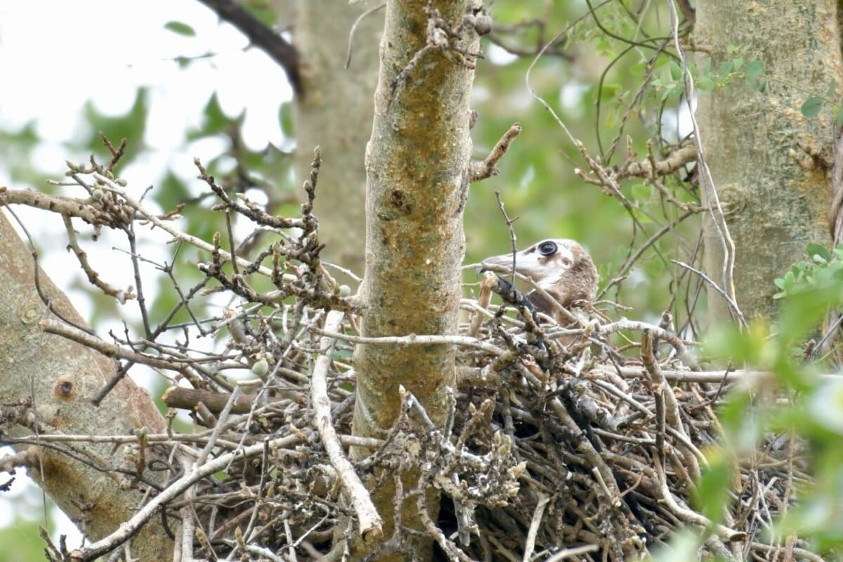 A nest with a chick brings rare hope for hooded vultures in South Africa