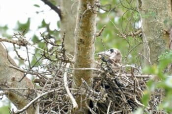 A hooded vulture chick in the newly discovered nesting site in KwaZulu-Natal. Image courtesy of Wildlife ACT.