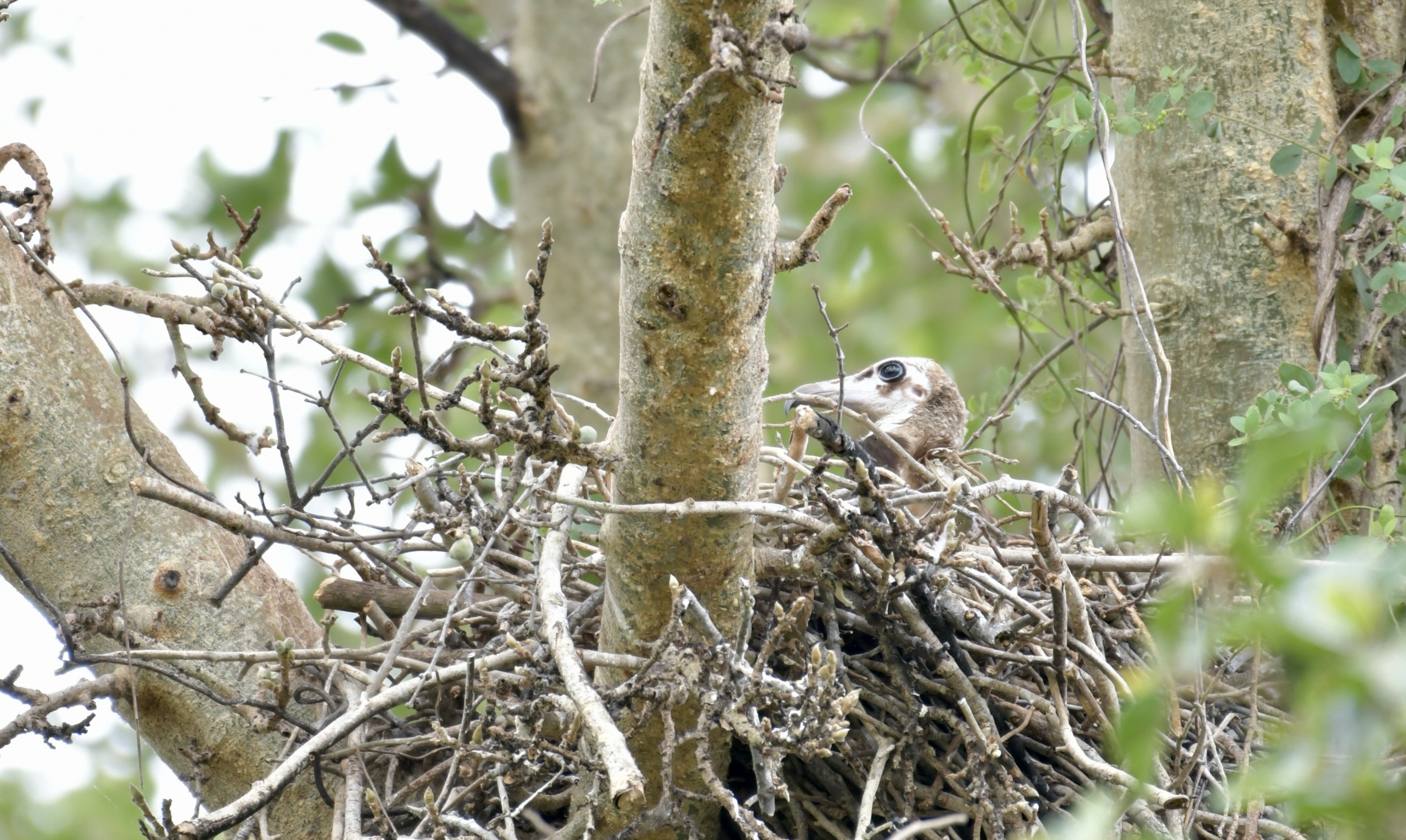 A hooded vulture chick in the newly discovered nesting site in KwaZulu-Natal. Image courtesy of Wildlife ACT.