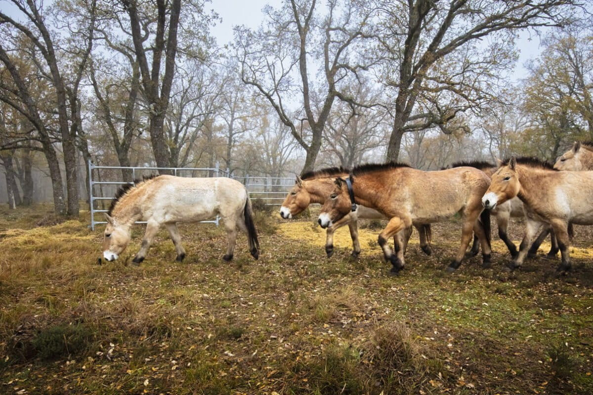 Wild horses return to Spain’s Iberian highlands after 10,000 years