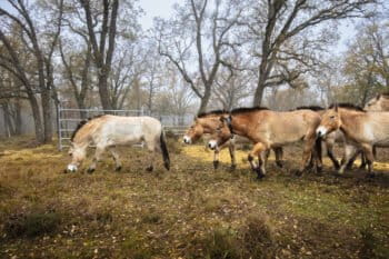 Przewalski’s horses in the Villanueva de Alcorón forest in Spain. Image courtesy of Neil Aldridge/Rewilding Europe.
