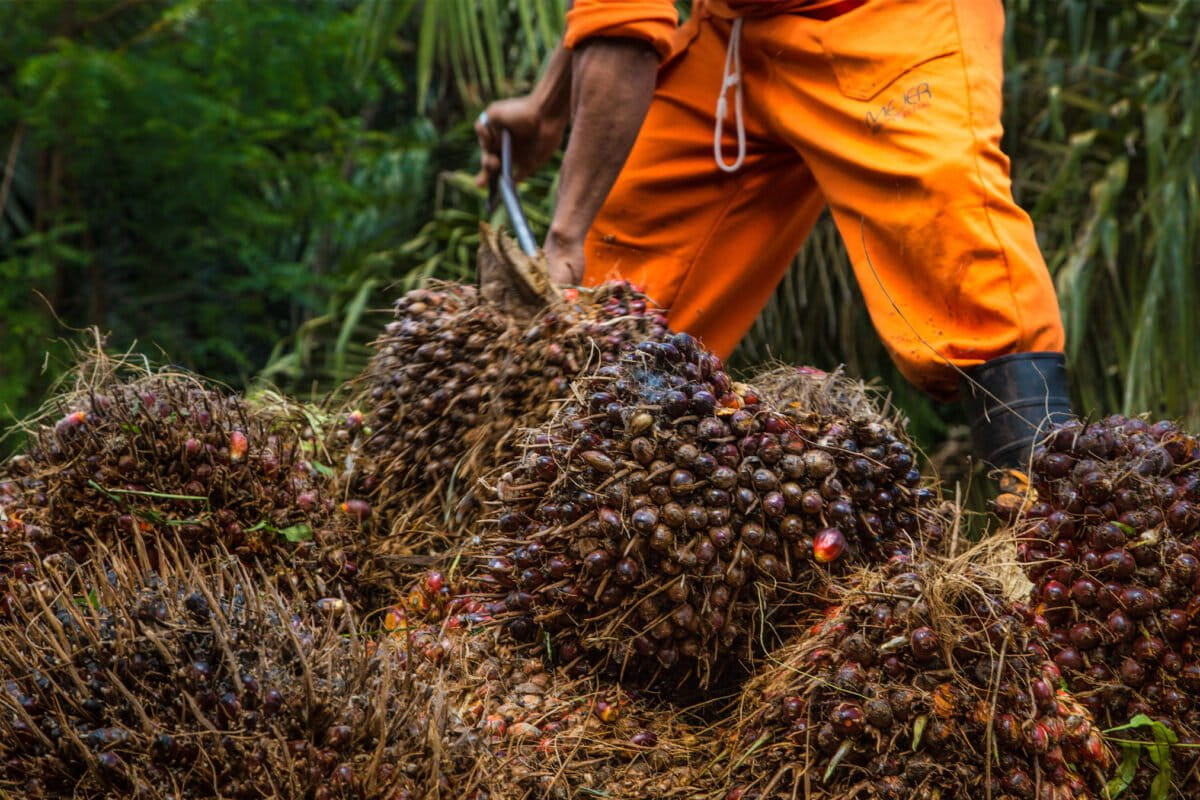 Palm Oil War
