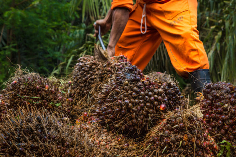 Palm Oil War