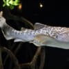 A transitional zebra shark in the Pacific Visions exhibit at the Aquarium of the Pacific in California.