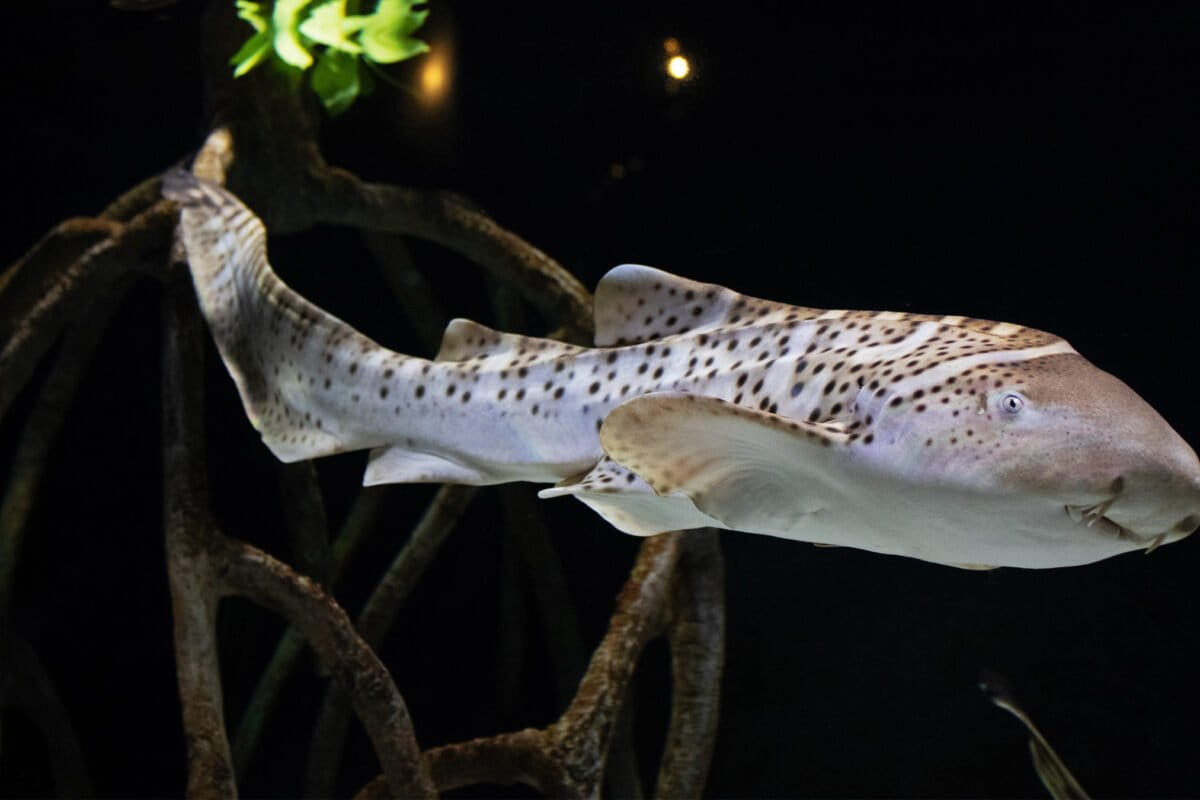 Pet sharks have become cool, but is owning them ethical?