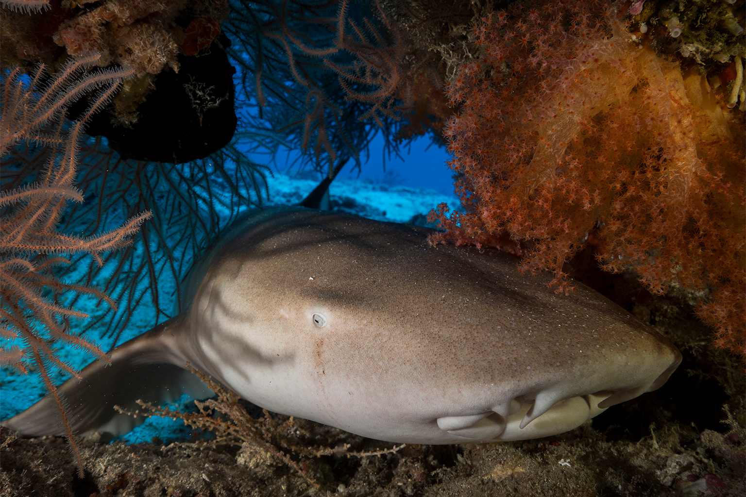 7 Shark Species That Aren't Dangerous, image size:1536x1024