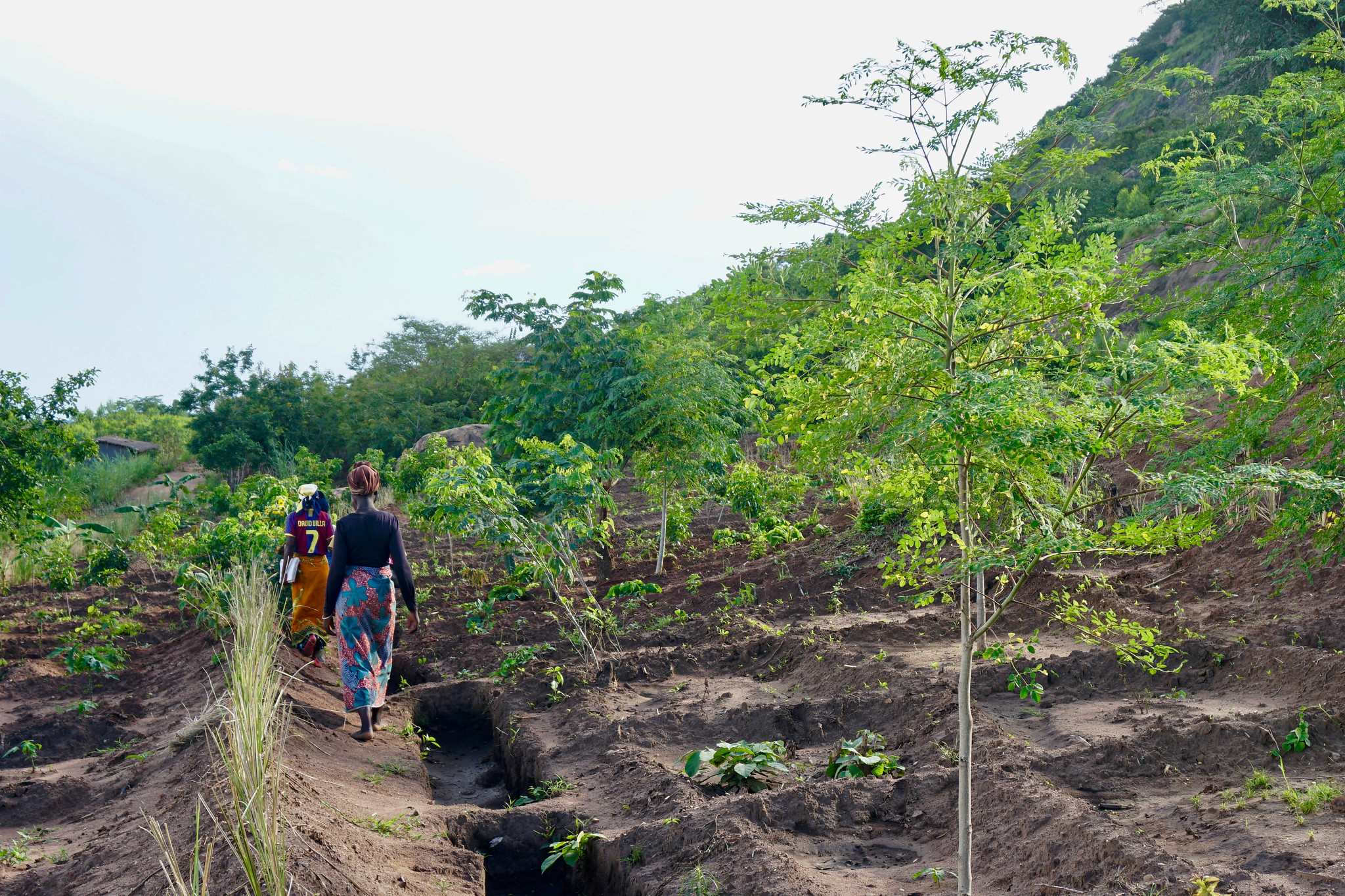 A baobab tree in crop field in Mulanje district, Malawi. Image courtesy of Emilie Vansant.