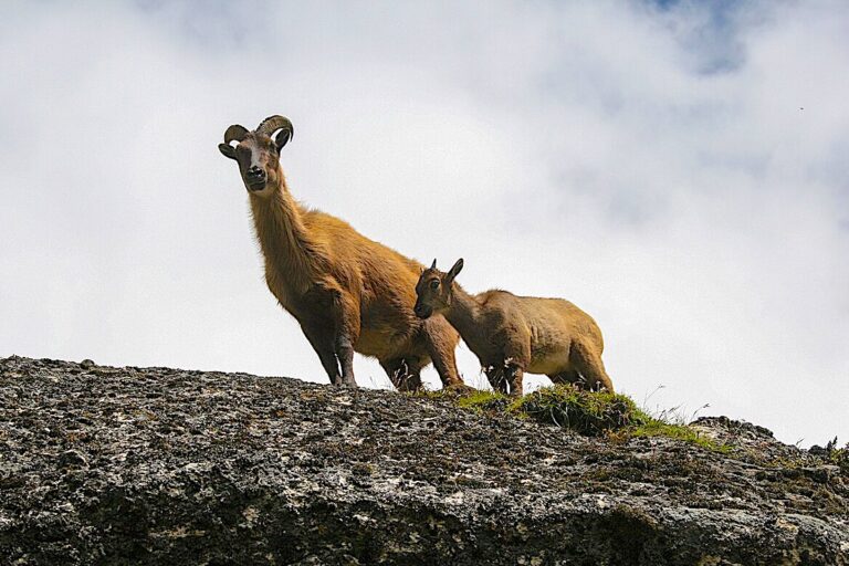 Blue sheep (Pseudois nayaur). Image courtesy of Sharadgurung7711 via Wikimedia Commons.