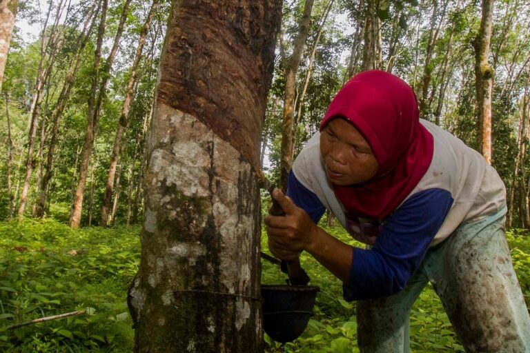 Experts flag unintended harms from EU deforestation law