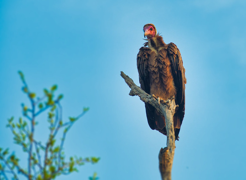 A vulture in Kruger National Park. Northern Kruger has seen a large number of poisoning incidents in recent years.