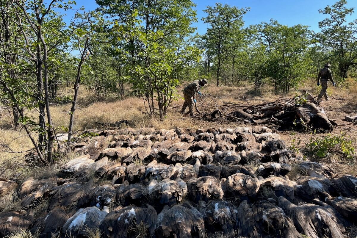 Mass vulture poisonings expose need for cross-border action in Southern Africa