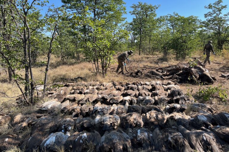 A rapid response to a poisoning event in Kruger National Park in May this year saved more than 80 vultures. Such activities are vitally important, say conservationists, but more action is needed to address drivers of poisoning and poaching.