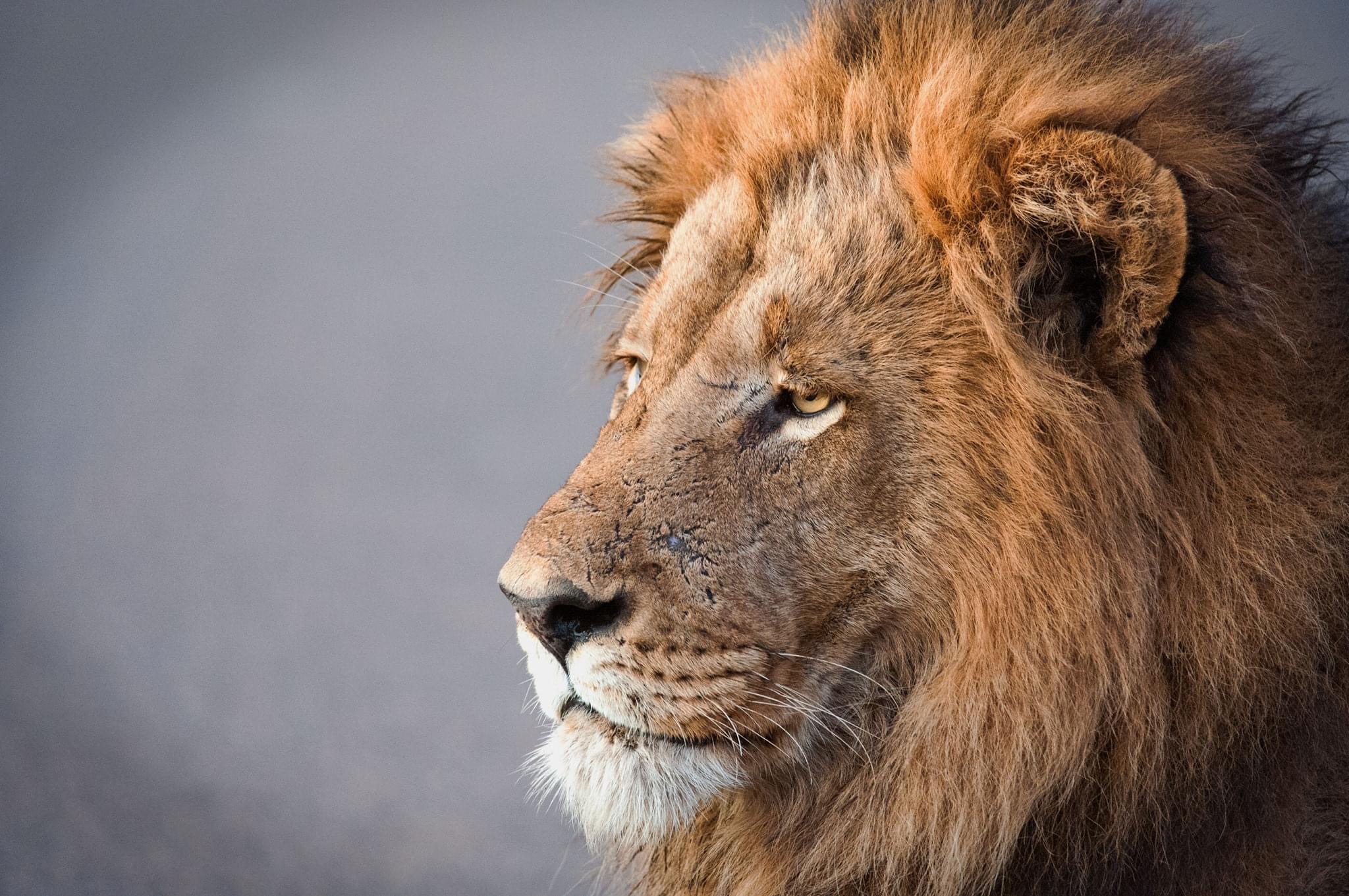A lion in Kruger National Park.