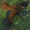 Artist's conception of a manumea, Samoa's 'little dodo.' Image via Samoa Conservation Society fundraising page.