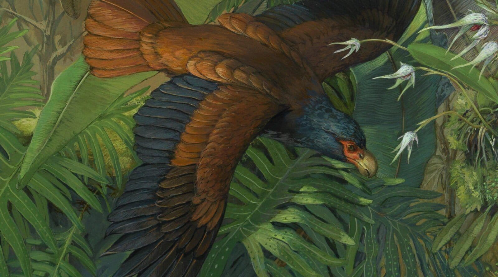 Artist's conception of a manumea, Samoa's 'little dodo.' Image via Samoa Conservation Society fundraising page.