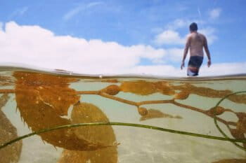A man walks past kelp in the Pacific Ocean at La Jolla Shores, San Diego.