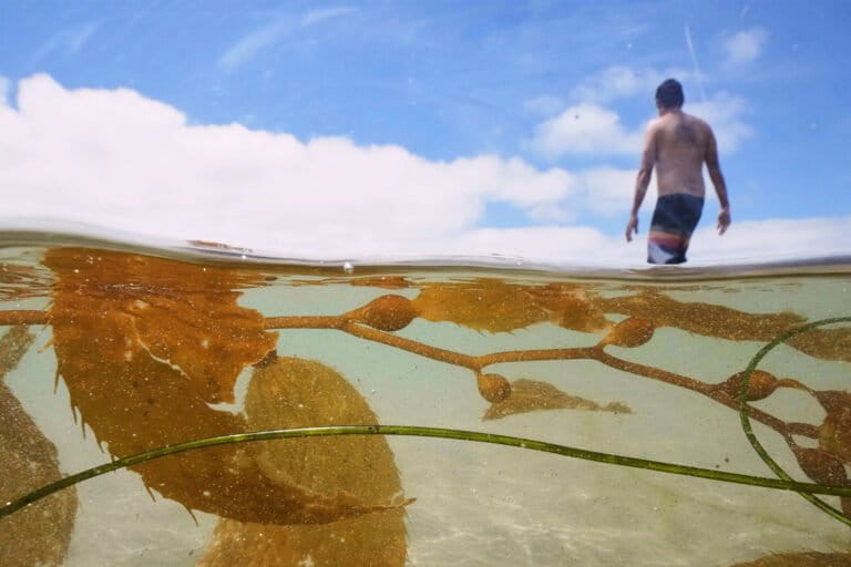A man walks past kelp in the Pacific Ocean at La Jolla Shores, San Diego.