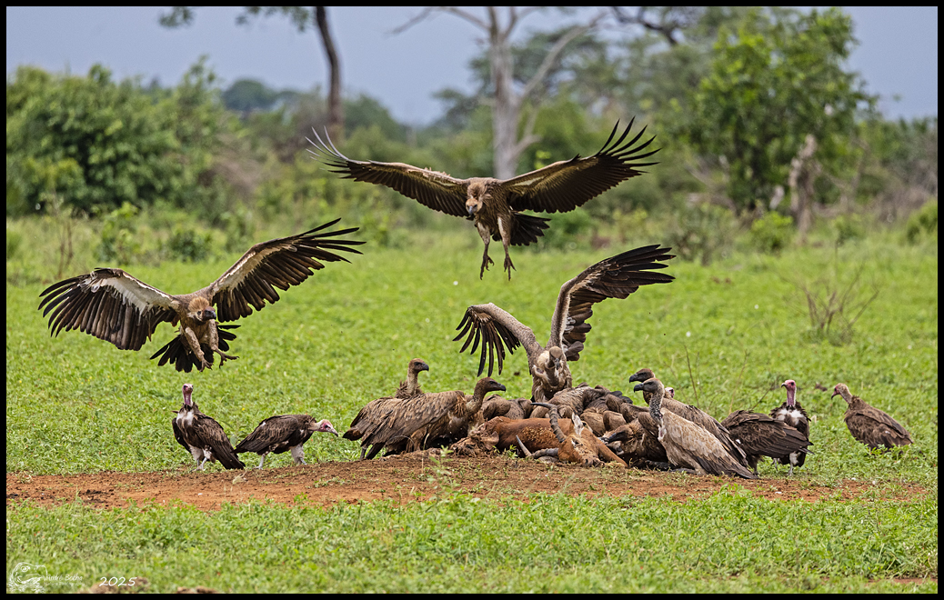 Critically endangered white-backed vultures (Gyps africanus) in Gonarezhou National Park, Zimbabwe. Image courtesy of André Botha.