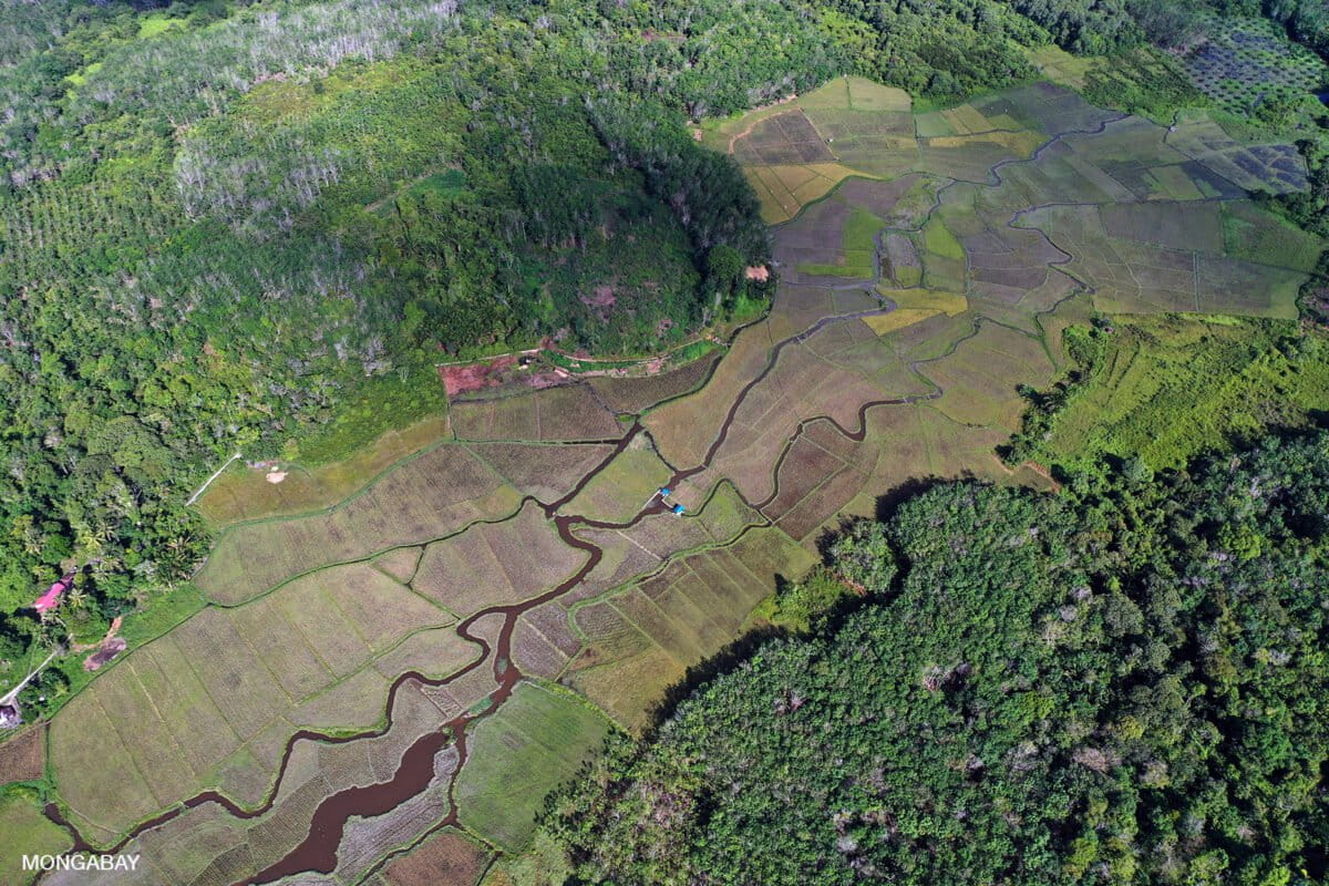 Rice paddy and community forest in West Kalimantan, Indonesia. Image by Rhett Ayers Butler
