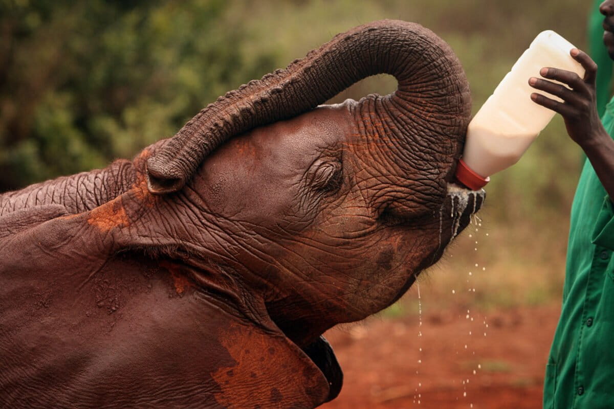 Orphaned elephant at a rehabilitation center in Kenya. Image by Rhett Ayers Butler