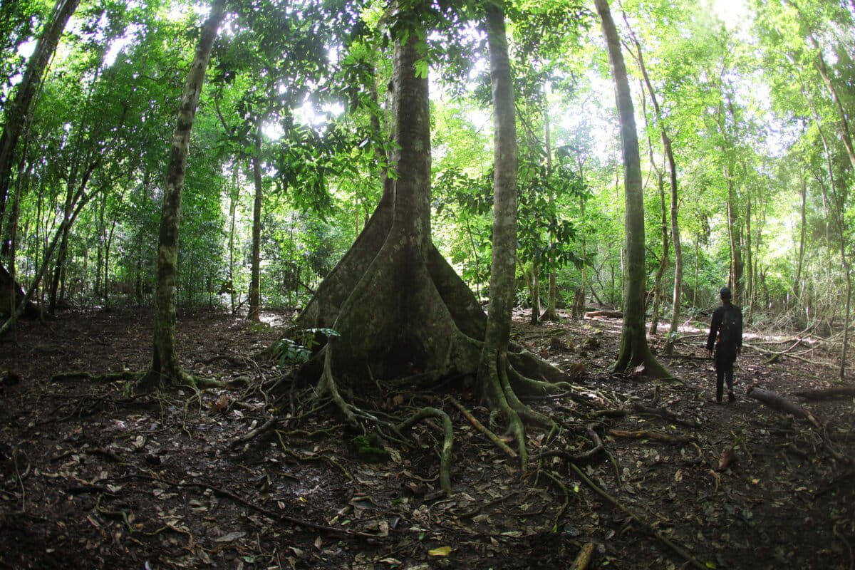 Ranger in Java, Indonesia. Image by Rhett Ayers Butler