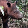 Sumatran rhino. Image by Rhett Ayers Butler