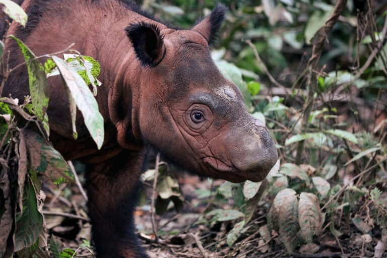 Sumatran rhino. Image by Rhett Ayers Butler