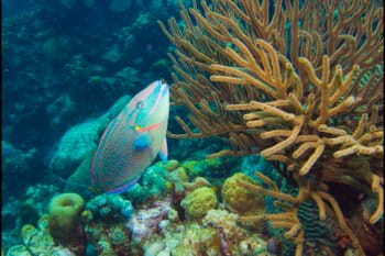 Leonoras reef in Klein Bonaire. Image by EdFladung via Flickr (CC BY-ND 2.0).